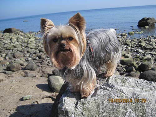 Boltenhagen 03-2014 071