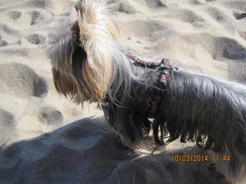 Boltenhagen 03-2014 083