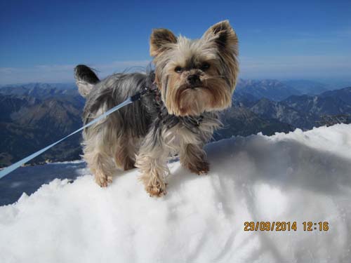Zugspitzarena 2014 080