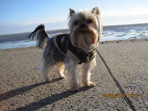 Weihnachten 2014-Nordsee 031