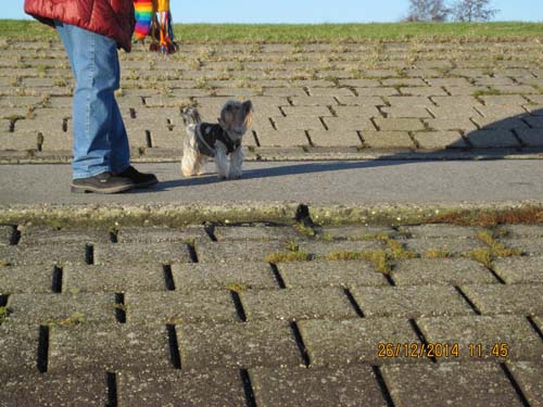 Weihnachten 2014-Nordsee 035