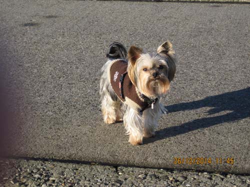 Weihnachten 2014-Nordsee 036