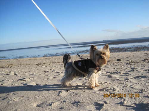 Weihnachten 2014-Nordsee 041