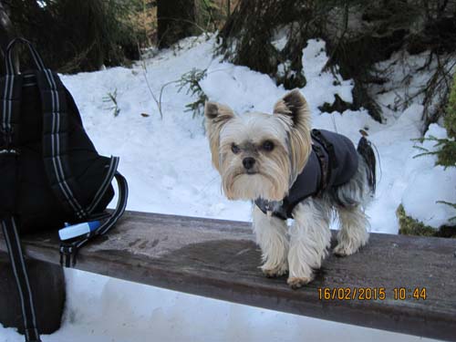 Hahnenklee-02-15 007