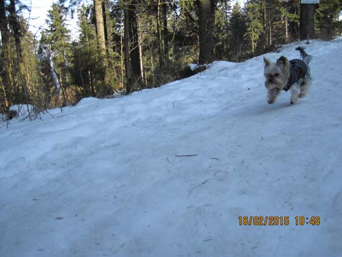 Hahnenklee-02-15 010