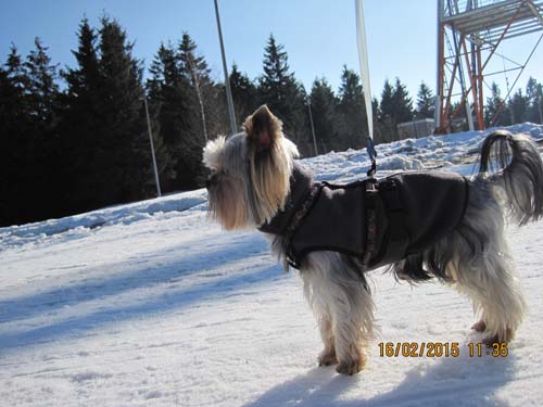 Hahnenklee-02-15 014