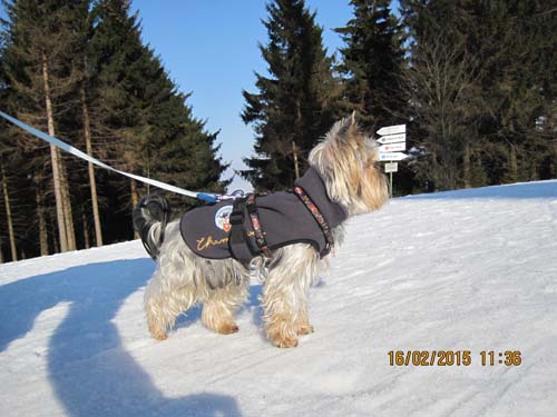 Hahnenklee-02-15 015