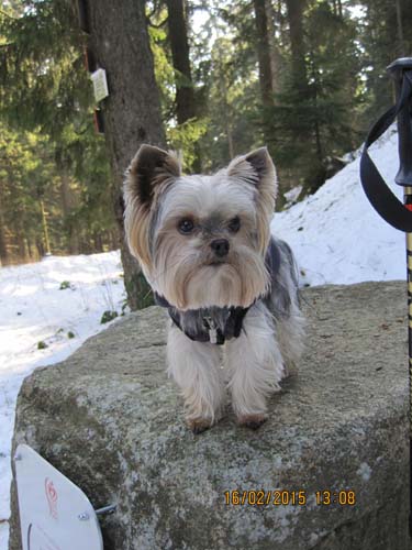 Hahnenklee-02-15 029