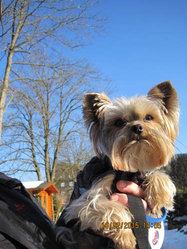 Hahnenklee-02-15 043