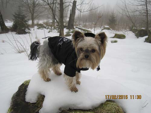 Hahnenklee-02-15 053