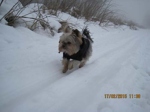 Hahnenklee-02-15 058