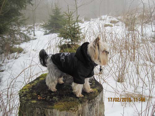 Hahnenklee-02-15 060