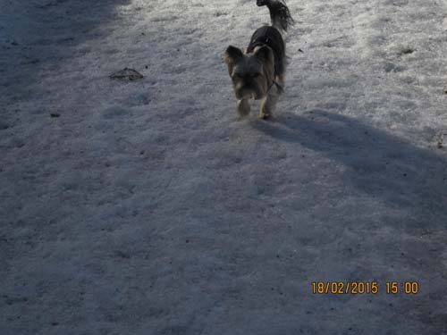 Hahnenklee-02-15 073