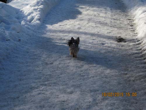 Hahnenklee-02-15 074